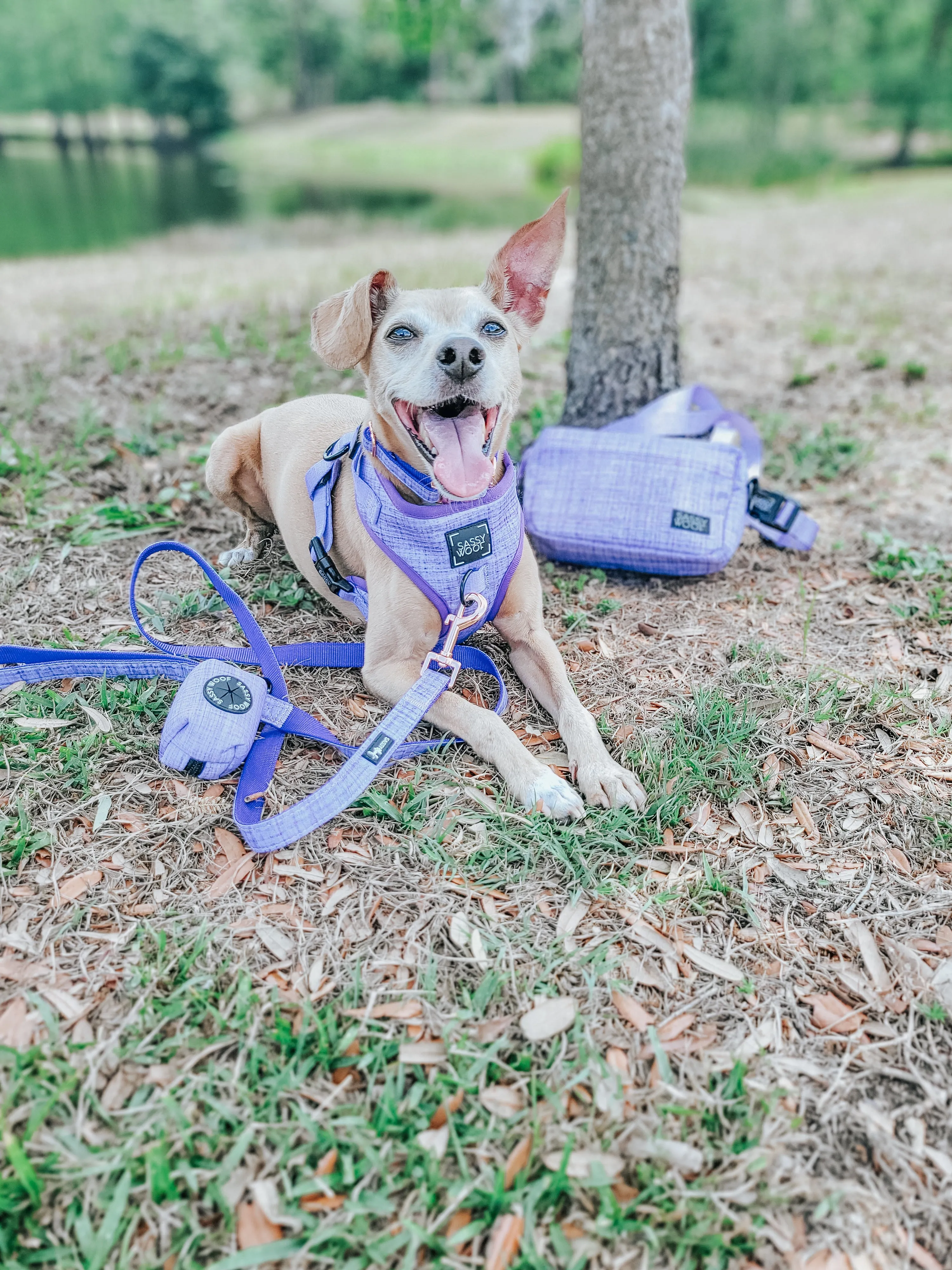 Aurora Woof Pack Bag
